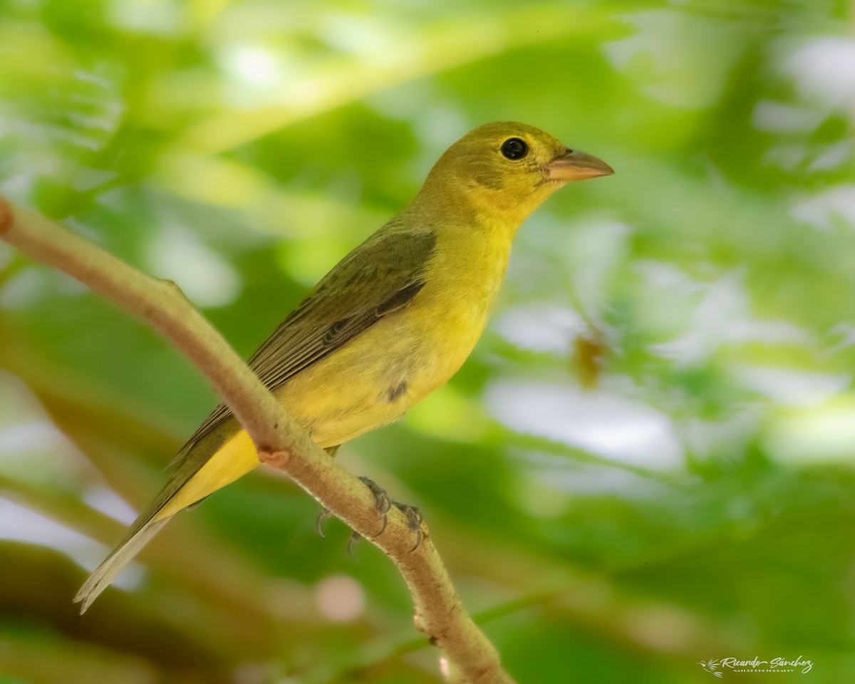 Scarlet Tanager - ML493052561