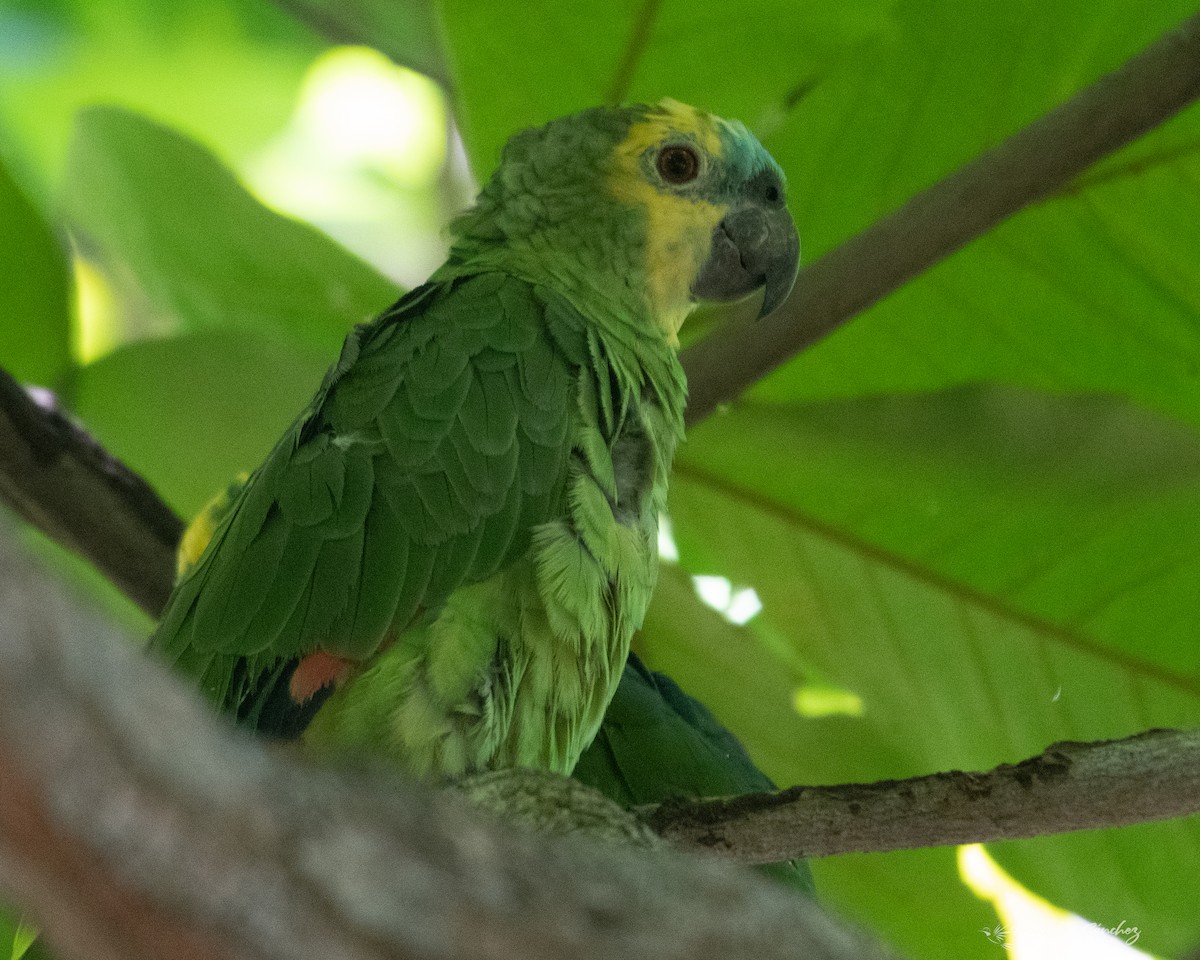 Turquoise-fronted Parrot - ML493052771