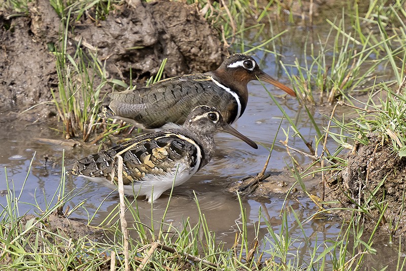 Greater Painted-Snipe - ML493057611