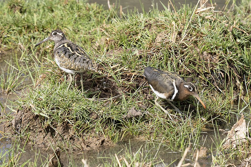 Greater Painted-Snipe - ML493057631