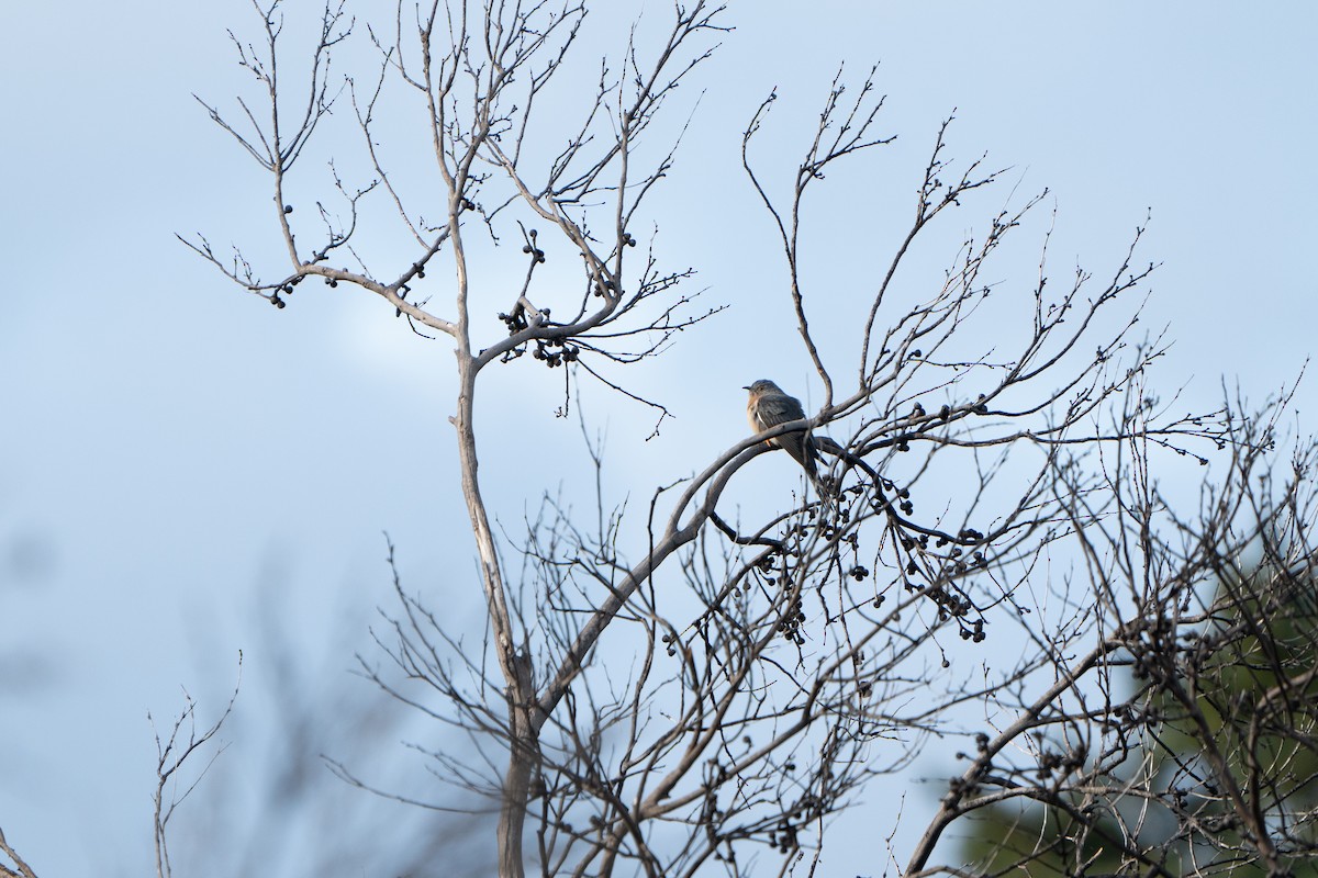 Fan-tailed Cuckoo - ML493059081