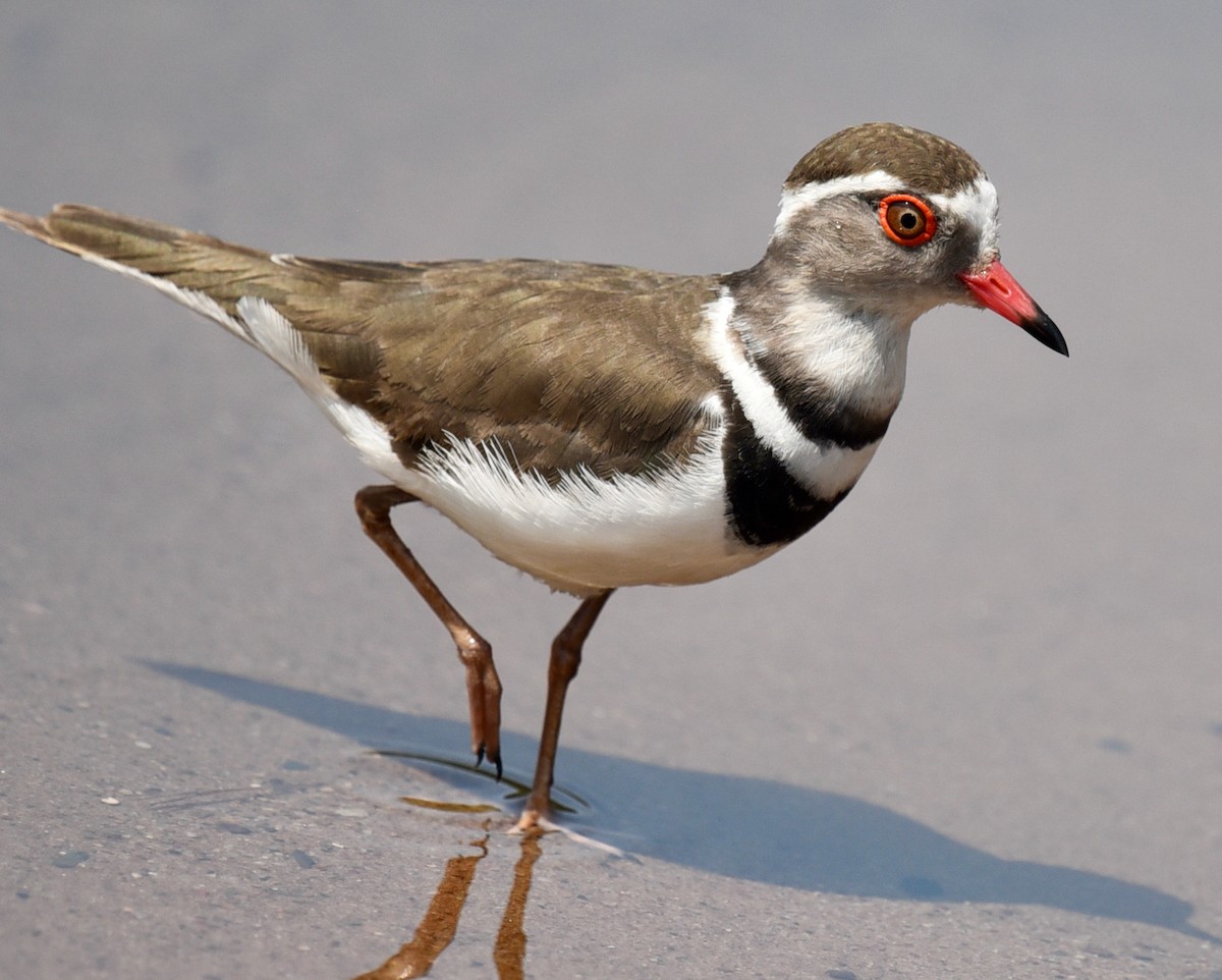 Three-banded Plover - ML493059641
