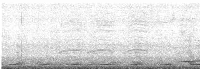Мускусная утка (Одомашенного типа) - ML493062181