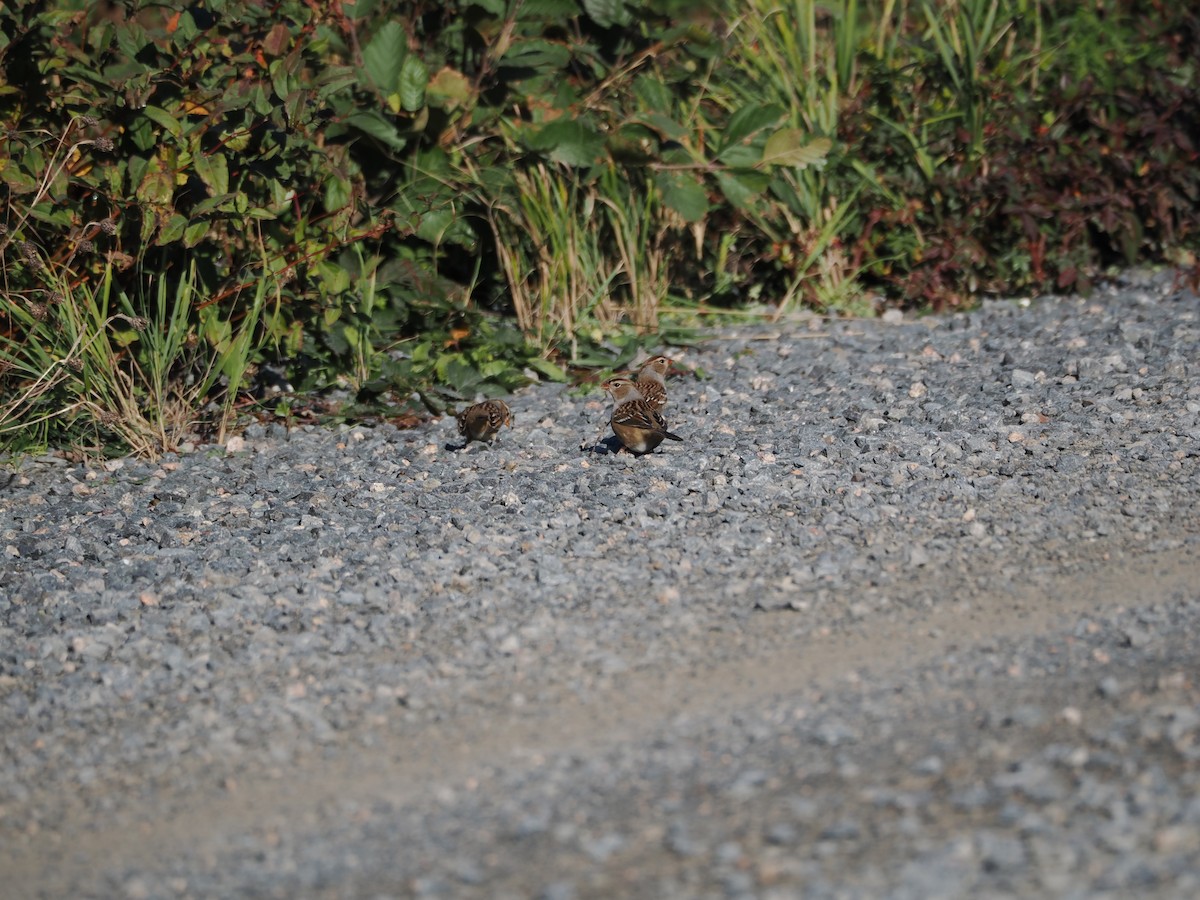 White-throated Sparrow - ML493062701