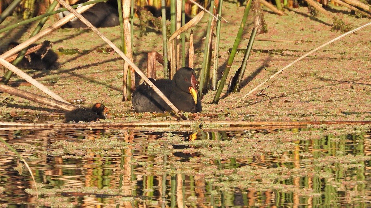 Red-fronted Coot - ML493063911