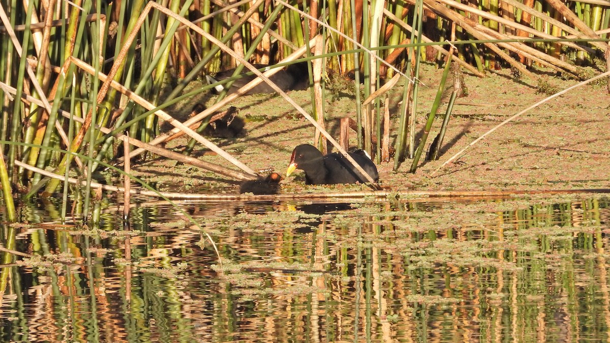 Red-fronted Coot - ML493063921