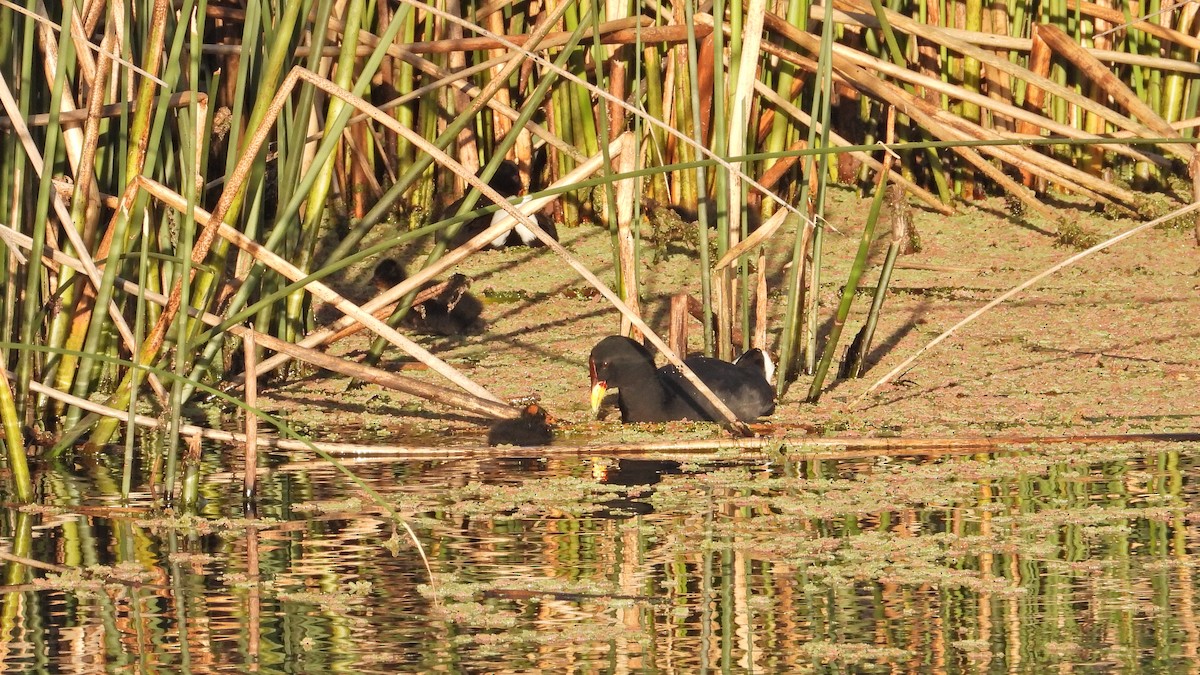 Red-fronted Coot - ML493063931