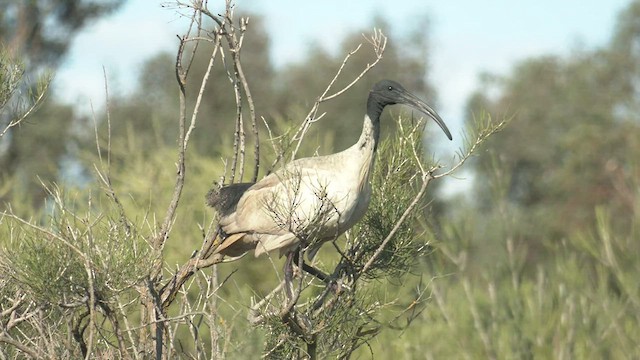 ibis australský - ML493066481
