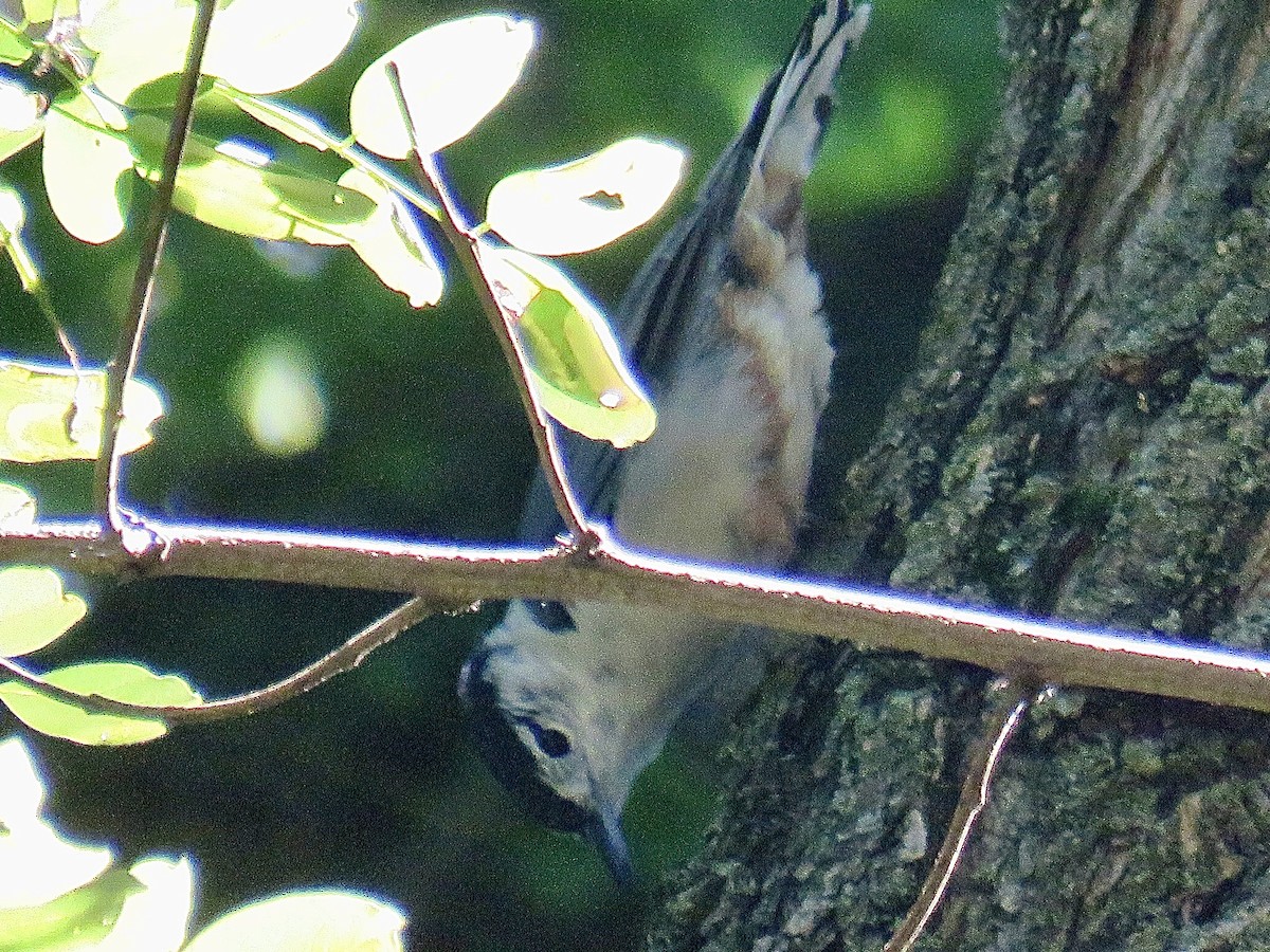 White-breasted Nuthatch - ML493066811