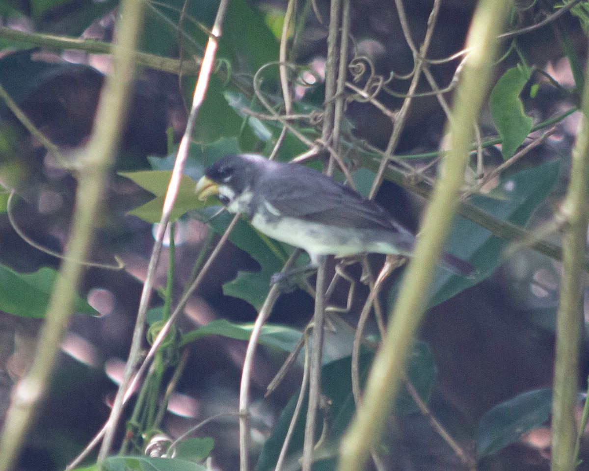 Double-collared Seedeater - ML493067311
