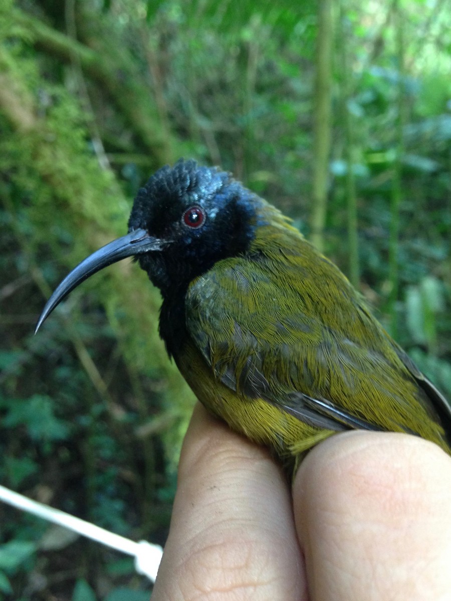 Cameroon Sunbird (Bioko) - ML49306921