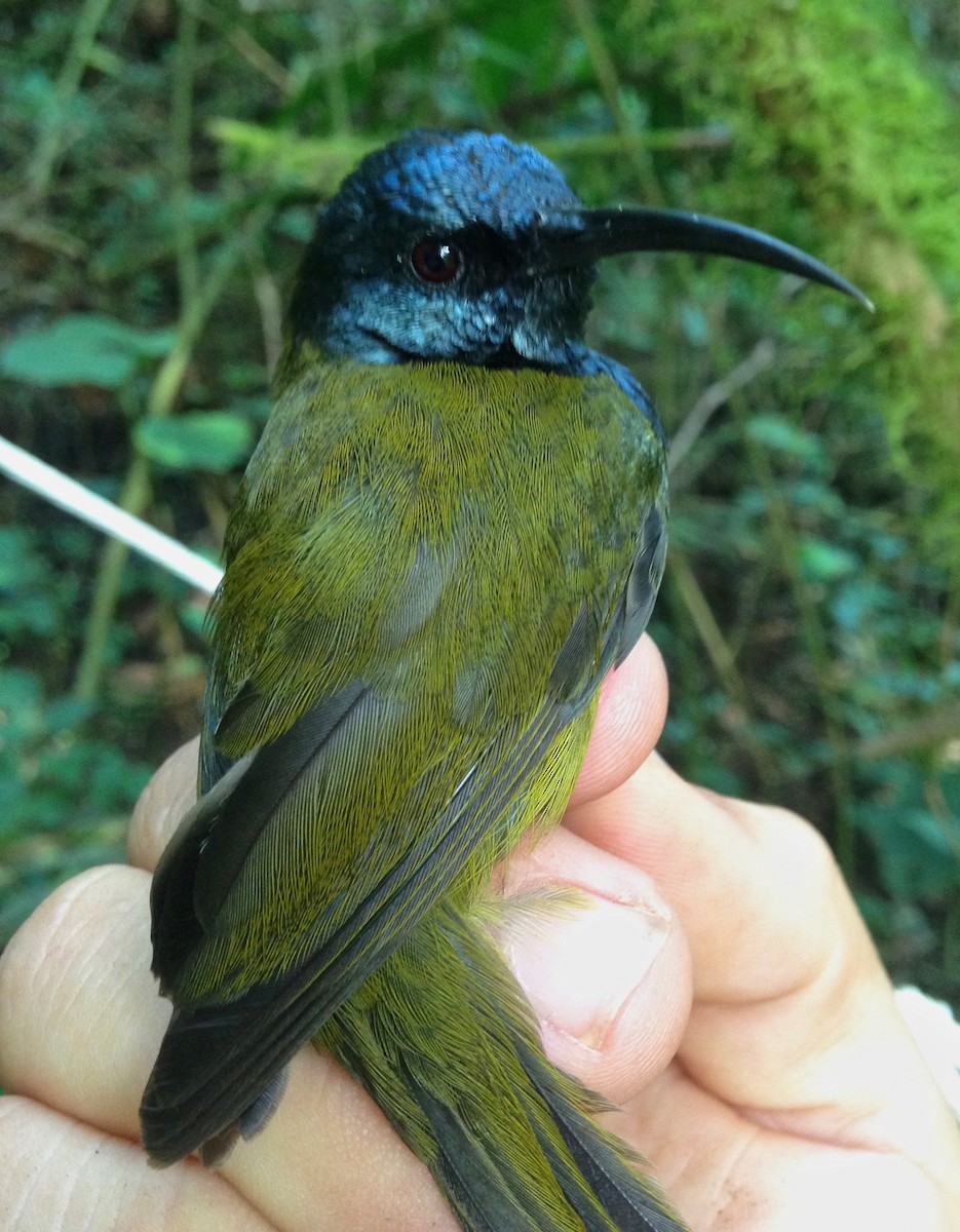Cameroon Sunbird (Bioko) - ML49306931