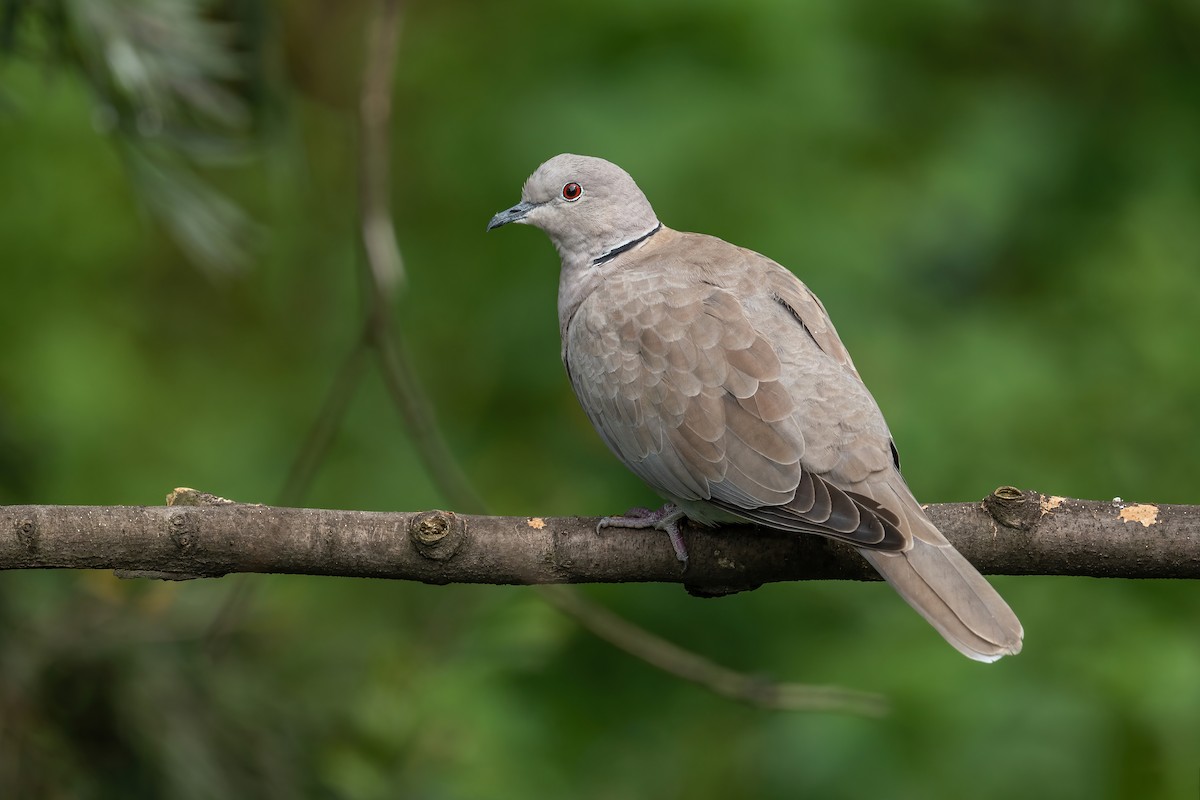 Eurasian Collared-Dove - Deepak Budhathoki 🦉