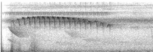 Пестрогорлый алапи (pyrrhonota) - ML493070731