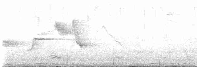 Попугай Крамера - ML493071011