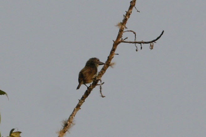 Speckled Tinkerbird - ML49308811