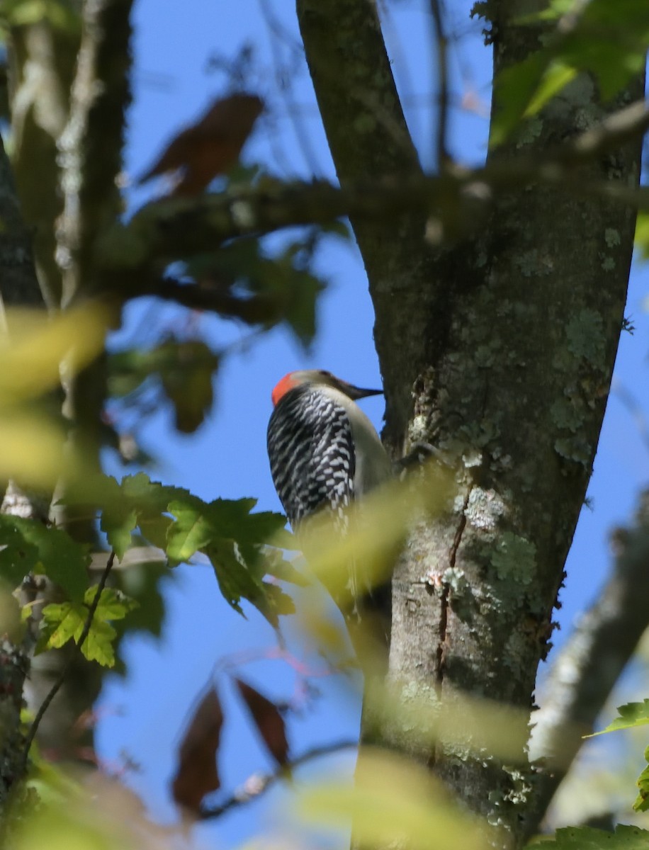 Red-bellied Woodpecker - Robert Tonge