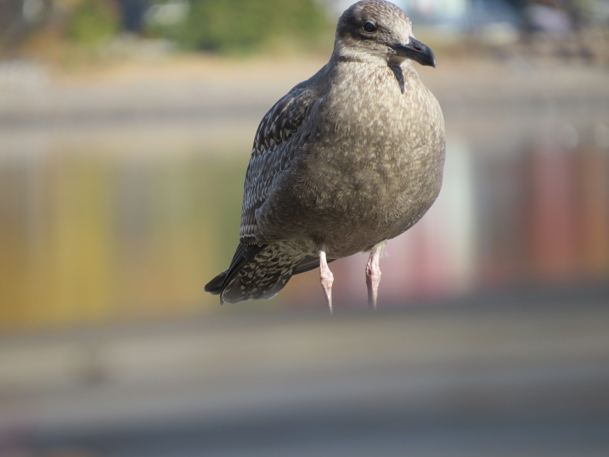 Herring Gull (American) - ML493090361