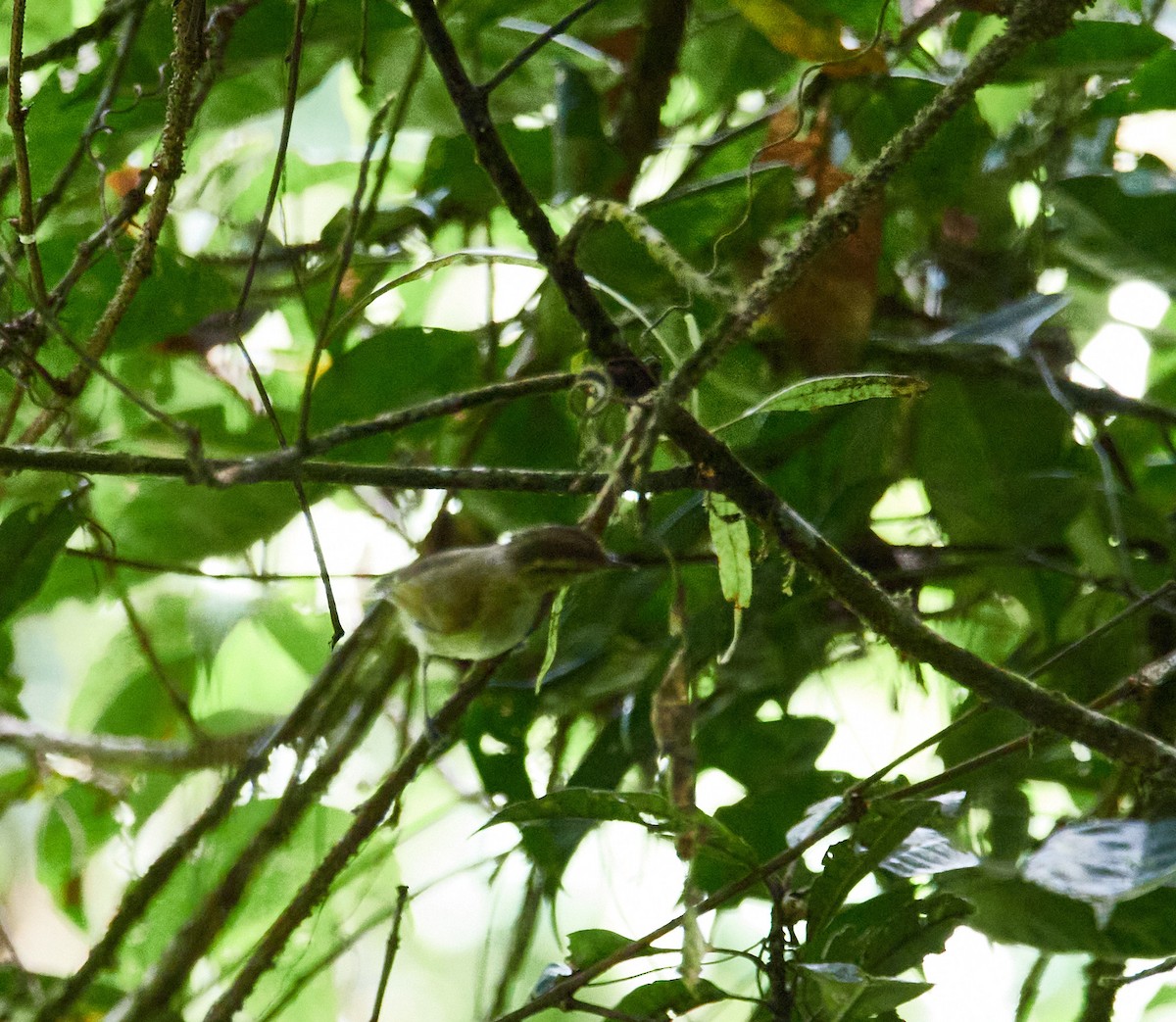 Lompobattang Leaf Warbler - ML493093791