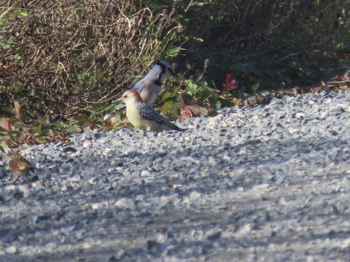 Red-bellied Woodpecker - ML493101691