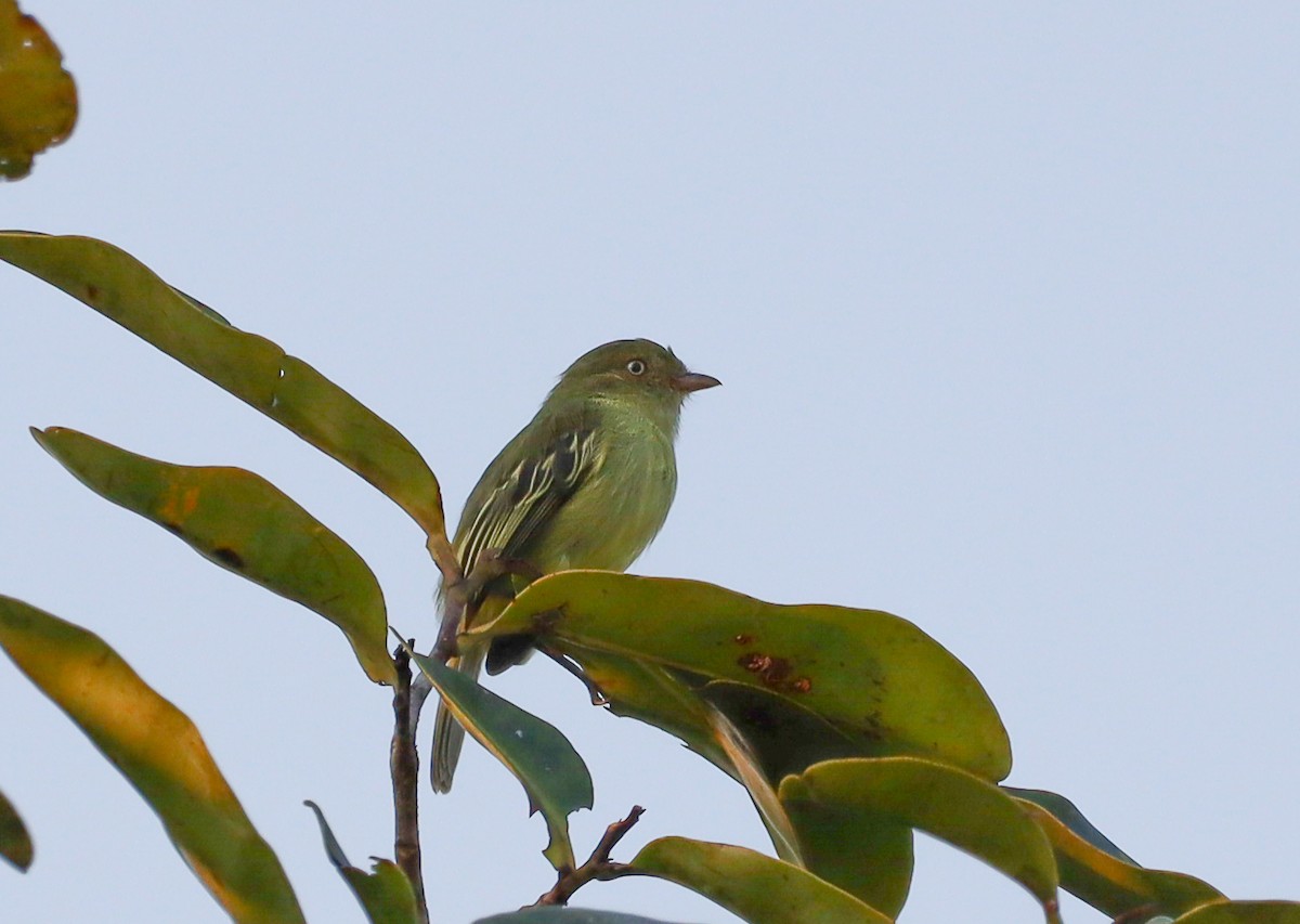 Chico's Tyrannulet - Elby Anderson A Silva