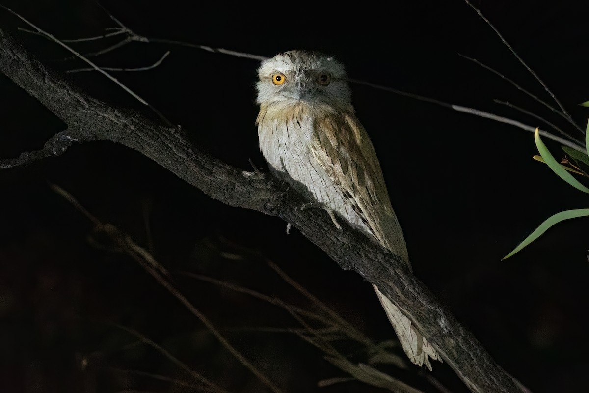 Tawny Frogmouth - Louis Bevier