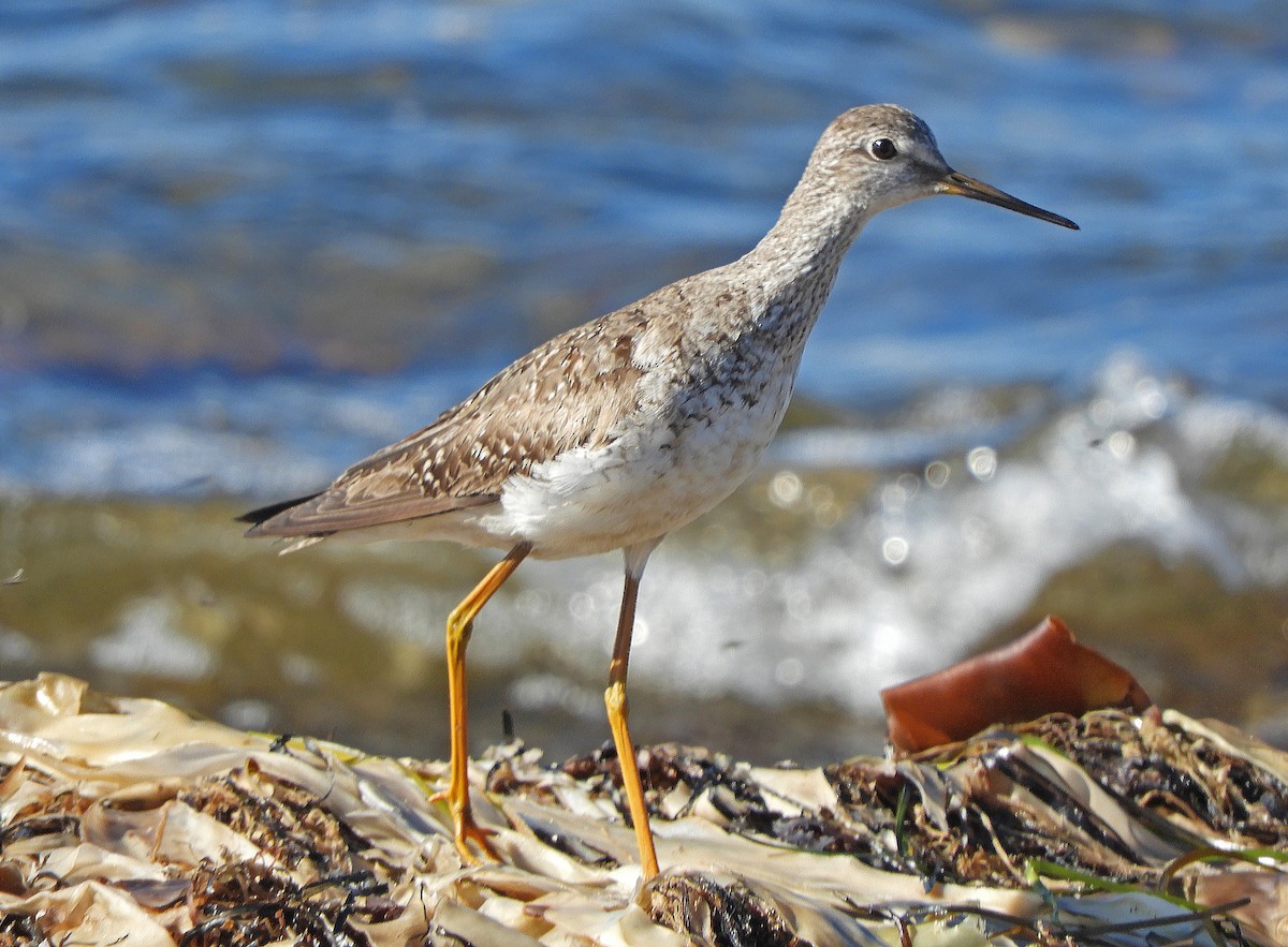 eBird Checklist - 12 Oct 2022 - Hartlen Point - 50 species (+1 other taxa)