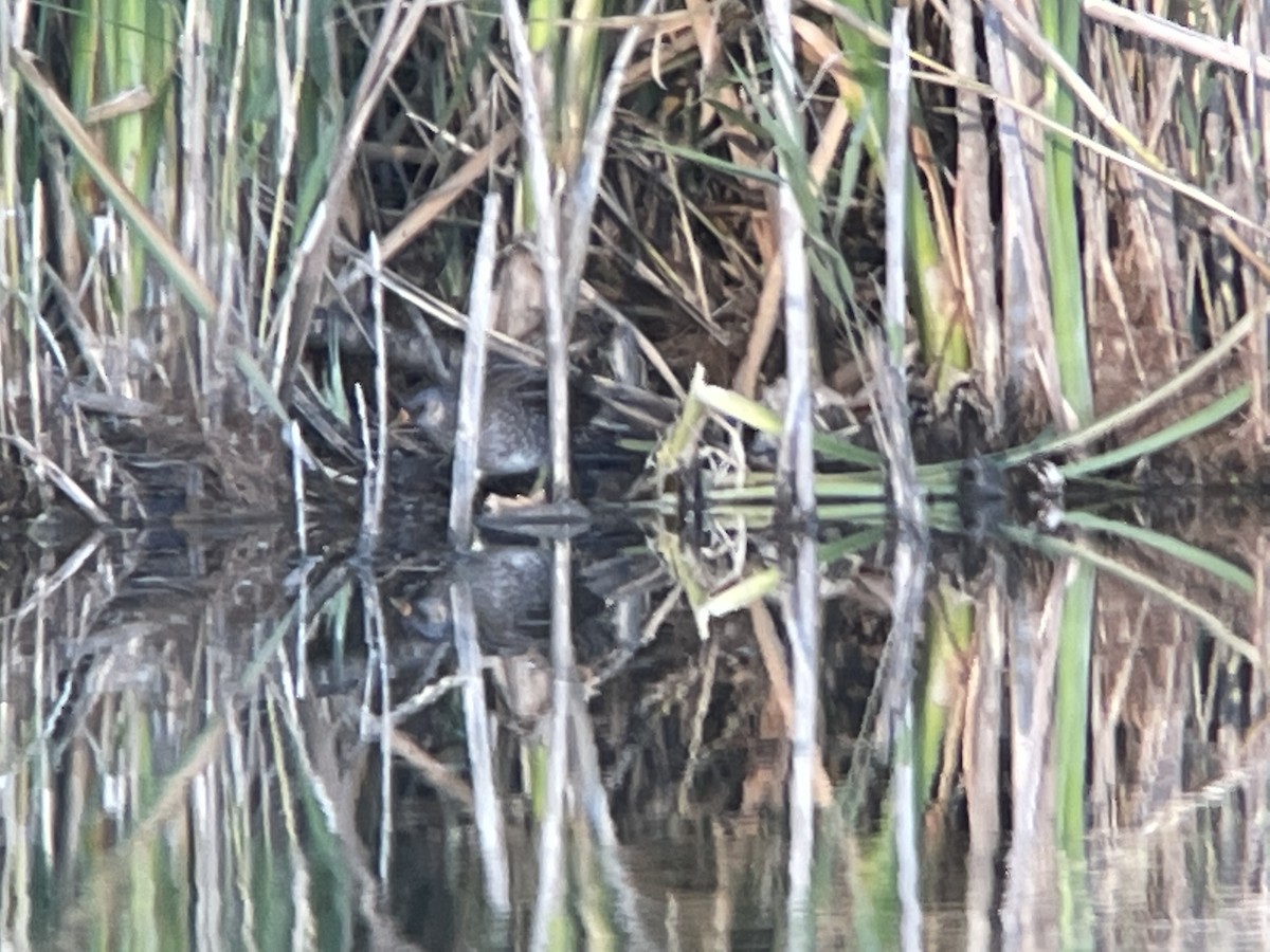Spotted Crake - ML493110891
