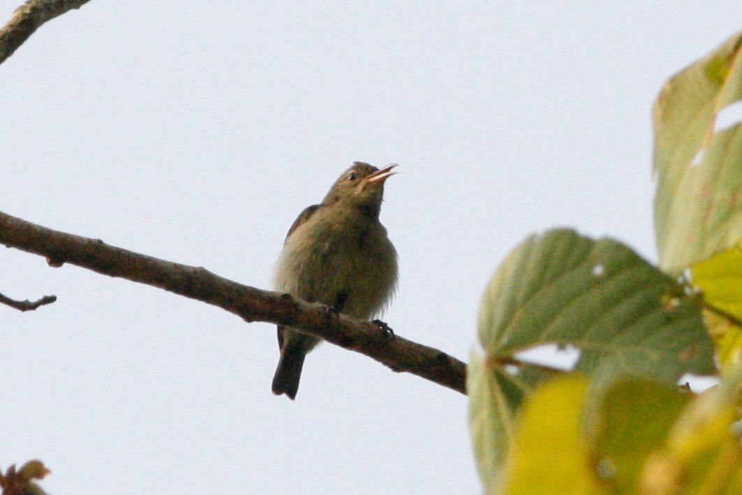 Little Green Sunbird - ML49311191