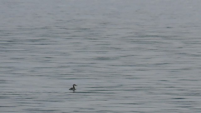 Red-necked Grebe - ML493112301
