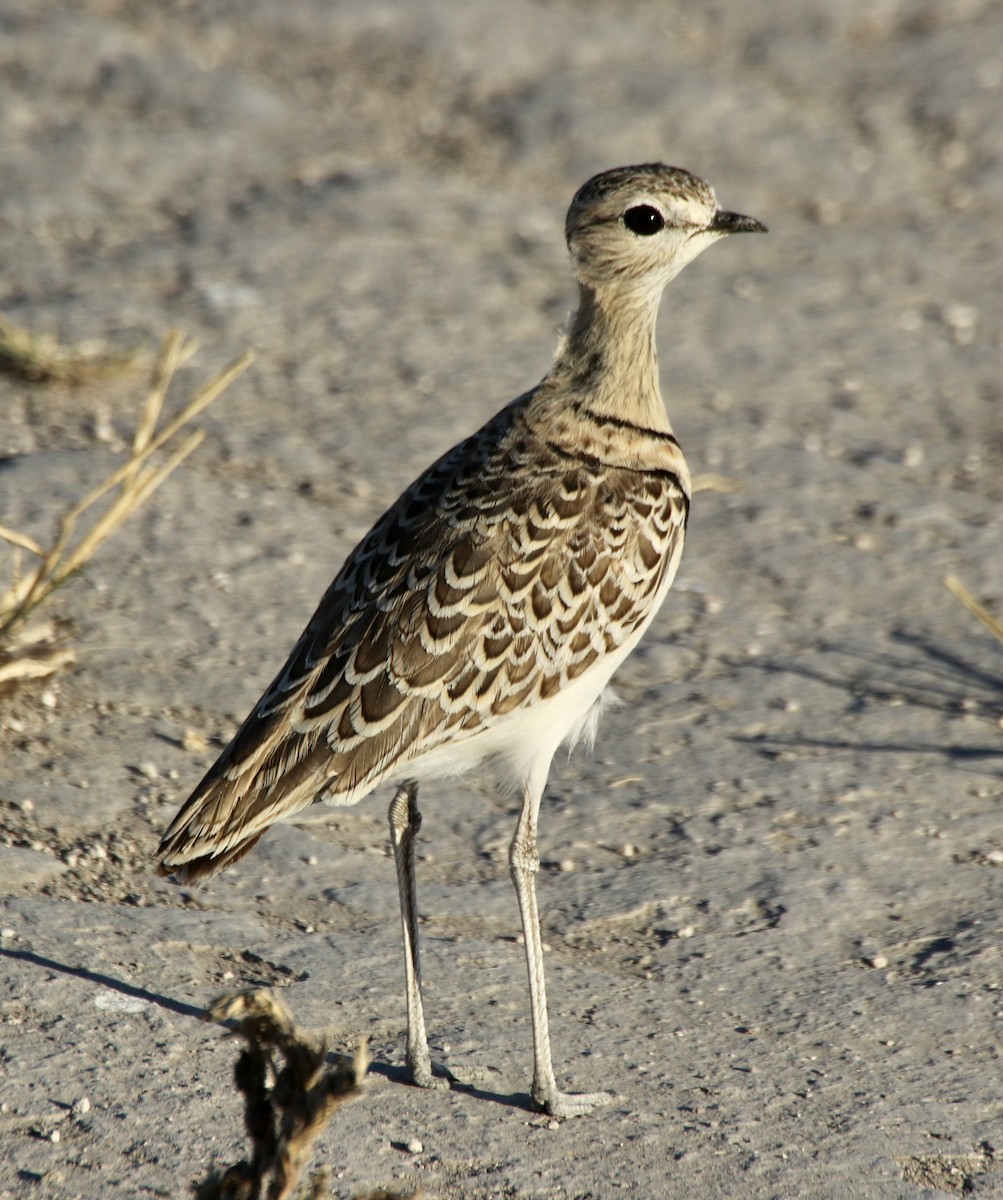 Double-banded Courser - ML493112341