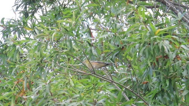Bay-breasted Warbler - ML493112451