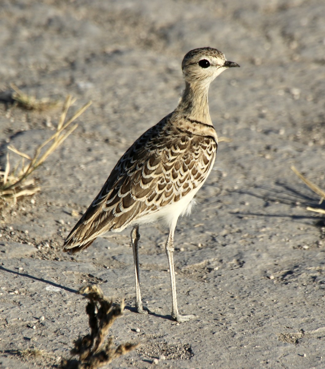 Double-banded Courser - ML493113671