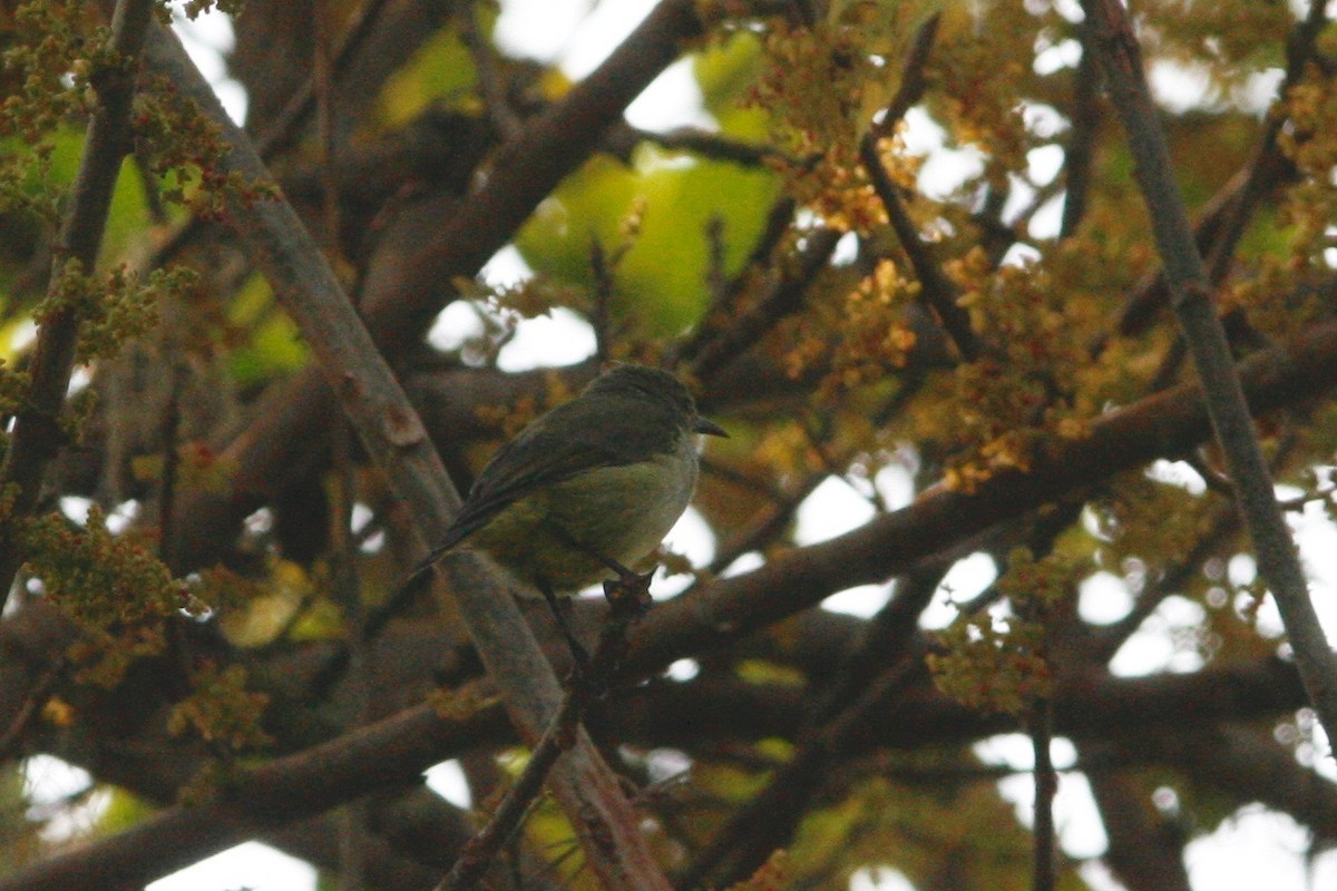 Green Sunbird (Gray-throated) - Oscar Johnson