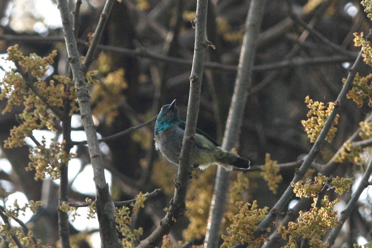Green Sunbird (Gray-throated) - ML49311521