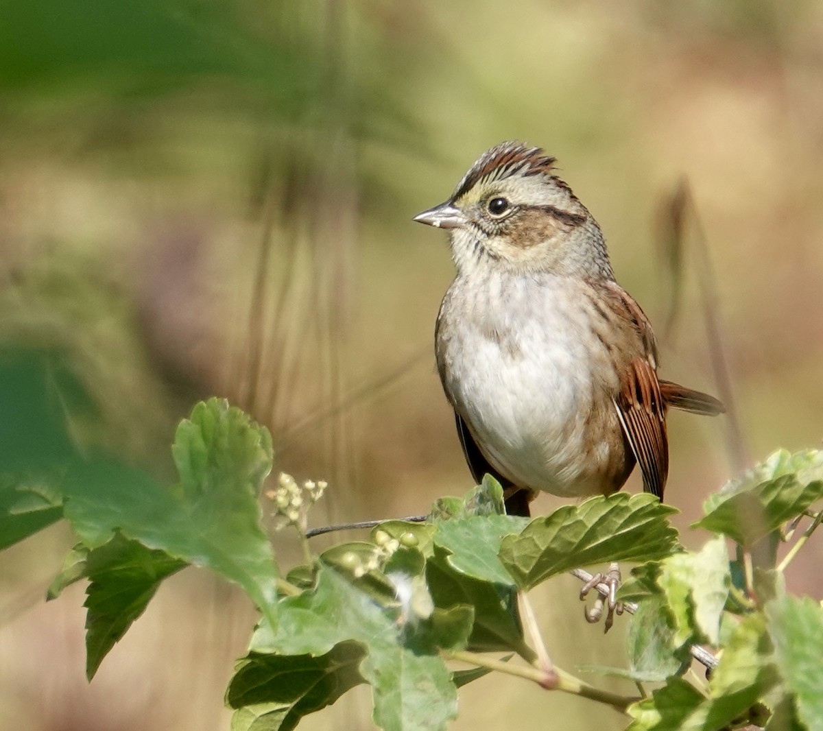 Swamp Sparrow - Frank Witebsky