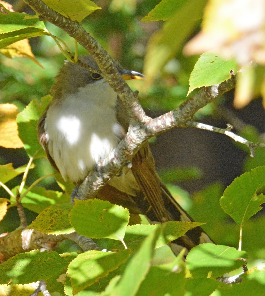 Yellow-billed Cuckoo - ML493130601