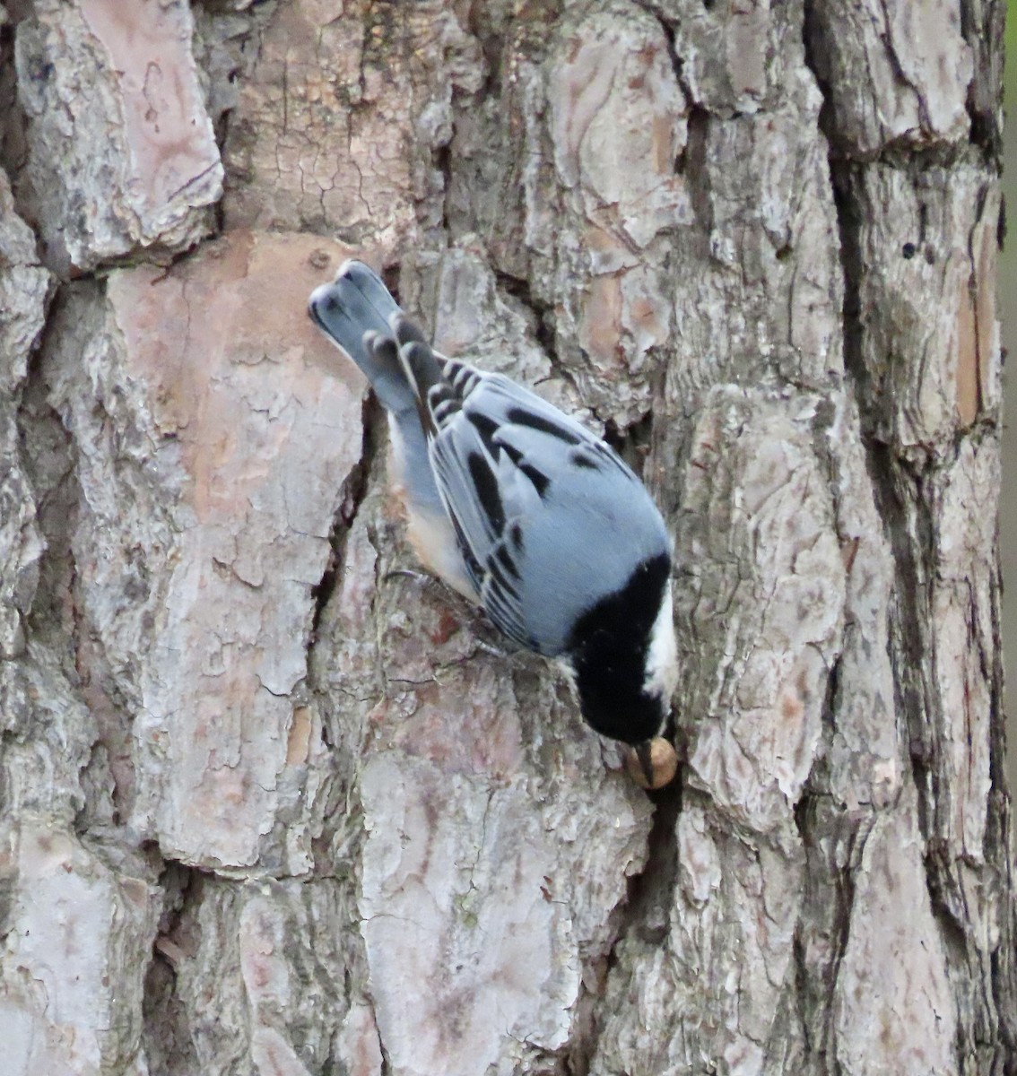 White-breasted Nuthatch - ML493131721