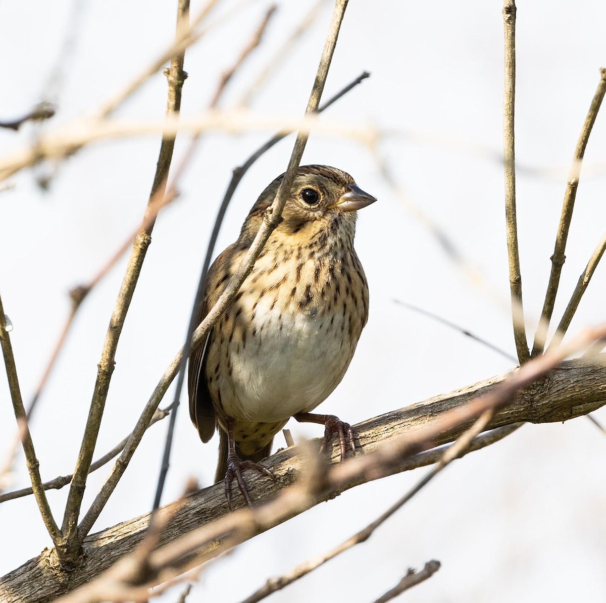 Lincoln's Sparrow - Janis Stone