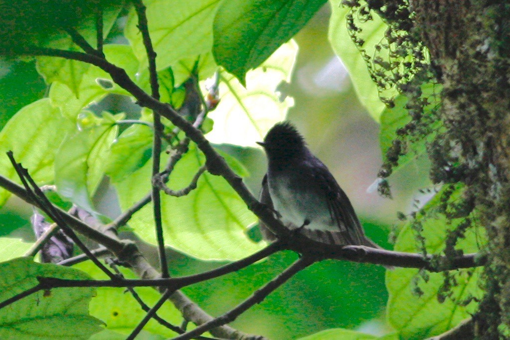 White-bellied Crested Flycatcher (White-bellied) - ML49313881