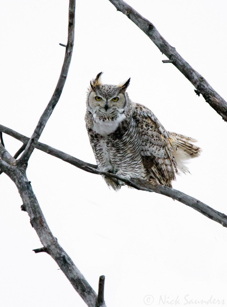 Great Horned Owl - ML49314411