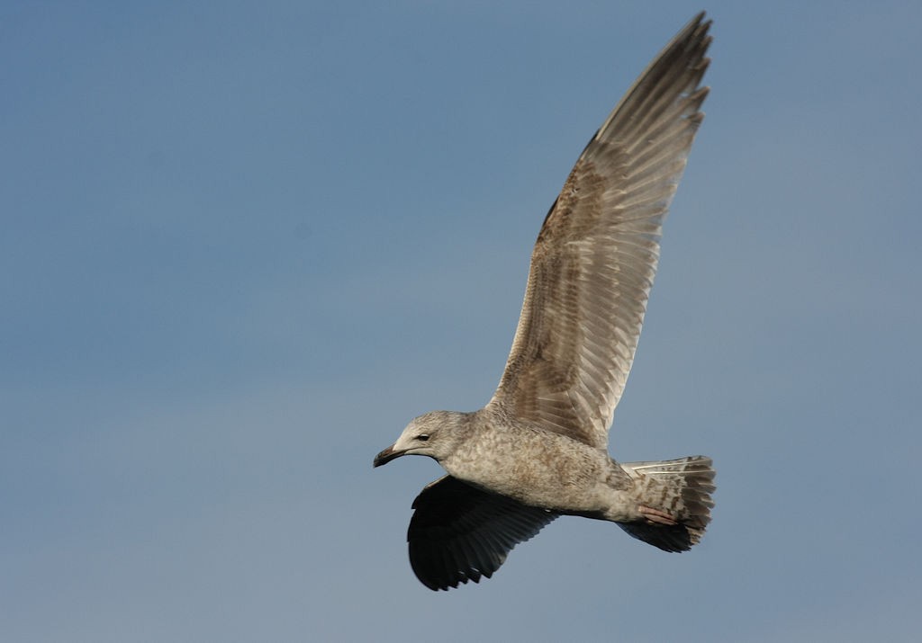Herring Gull (European) - William Hull