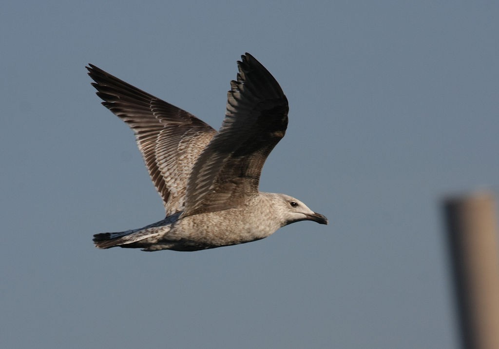 Herring Gull (European) - ML49314801