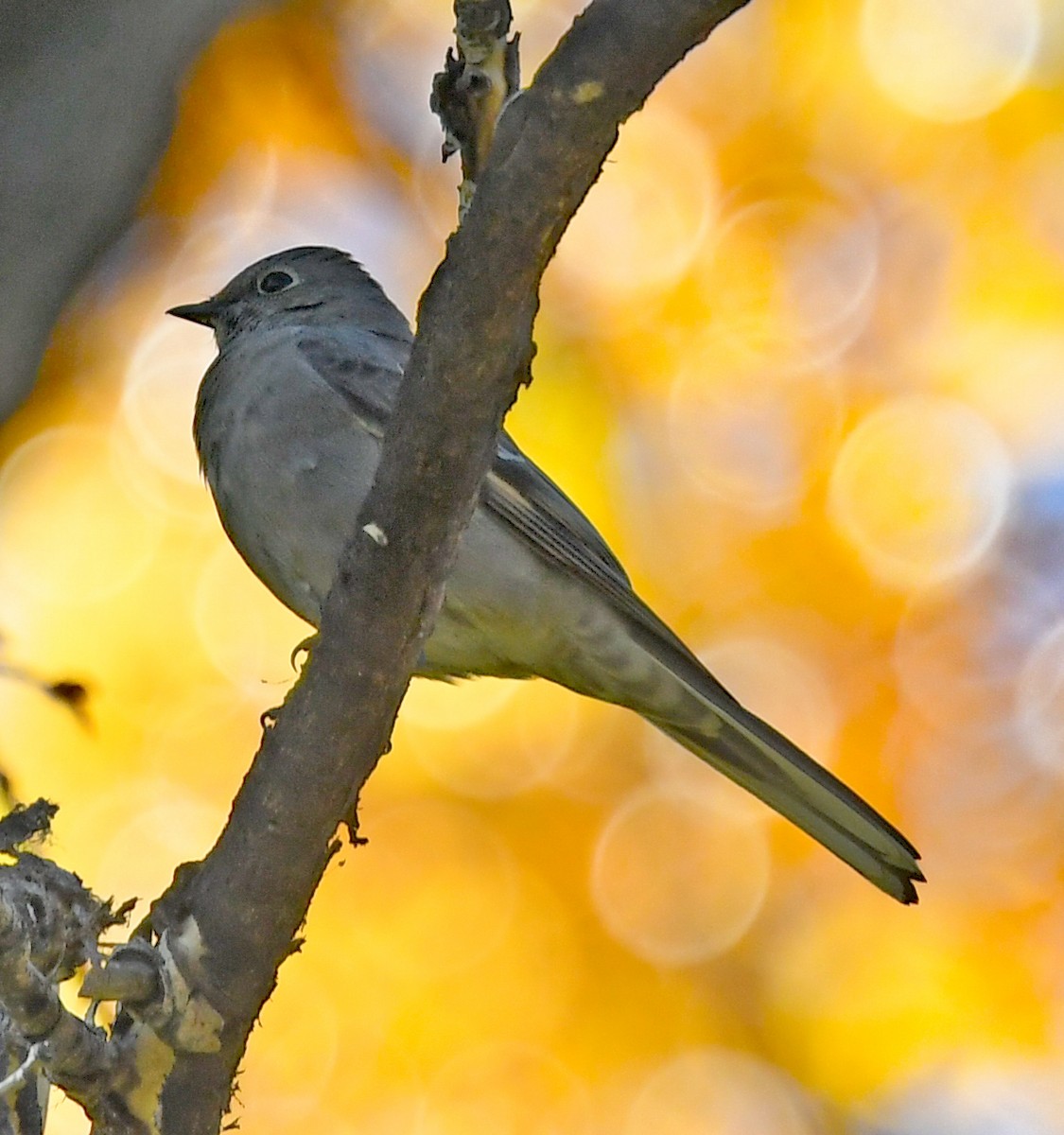 Townsend's Solitaire - ML493149031