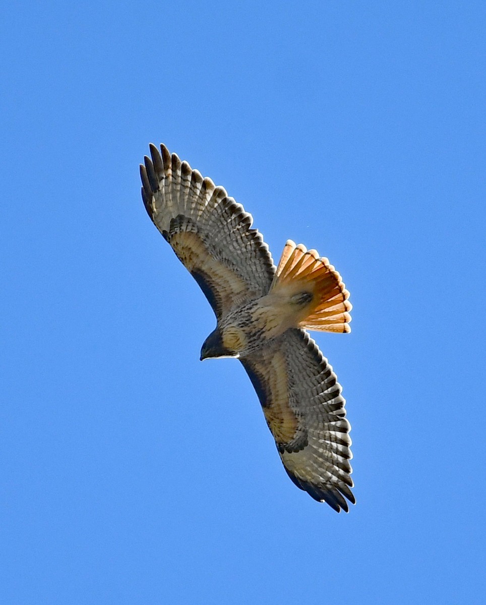 Red-tailed Hawk - ML493149101