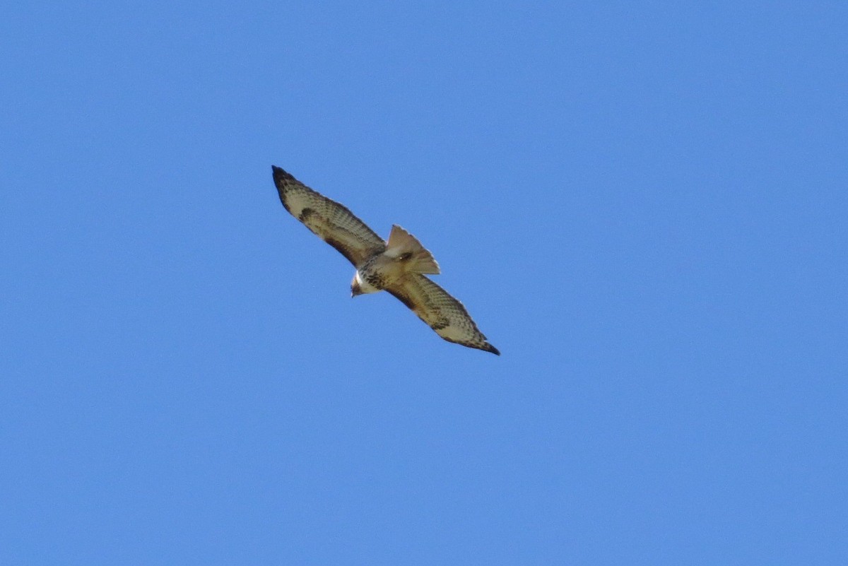 Red-tailed Hawk - ML49315111