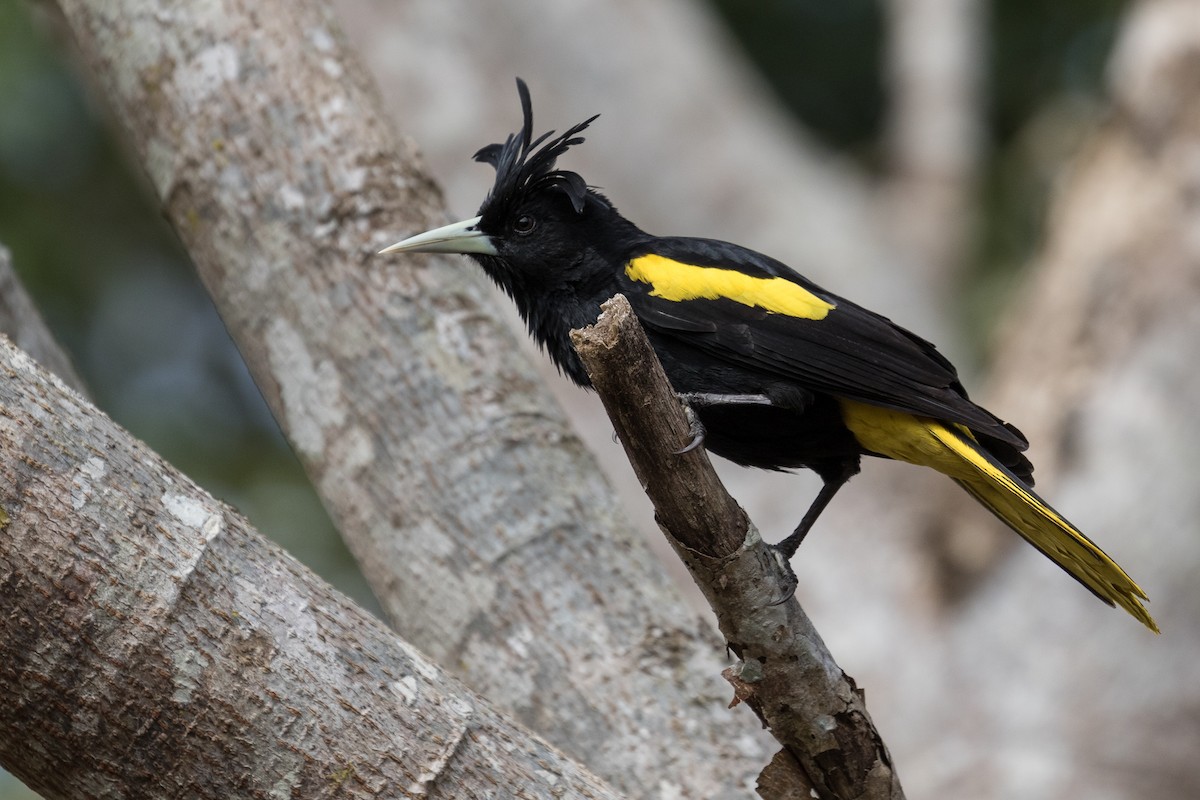 Yellow-winged Cacique - ML49315611