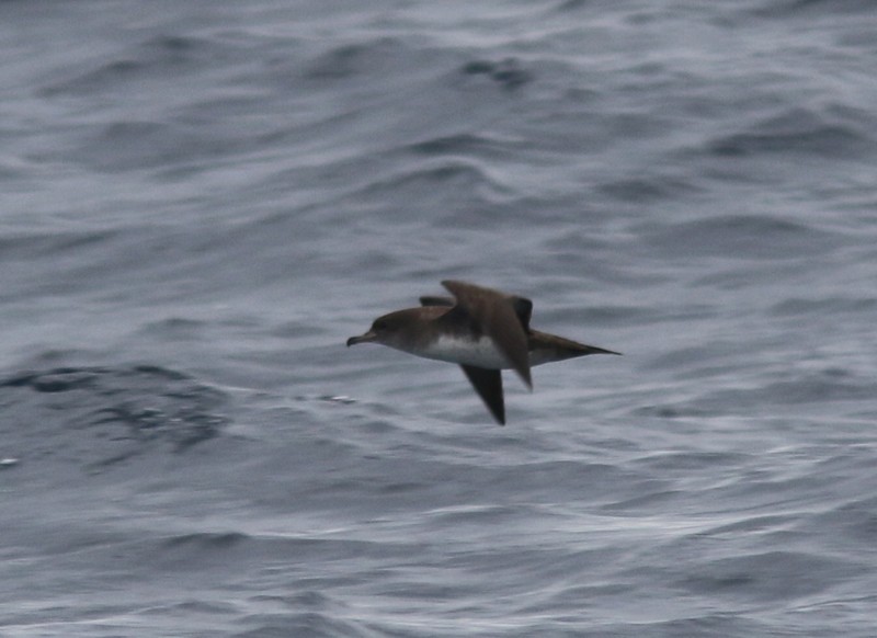 Pink-footed Shearwater - Amy McAndrews