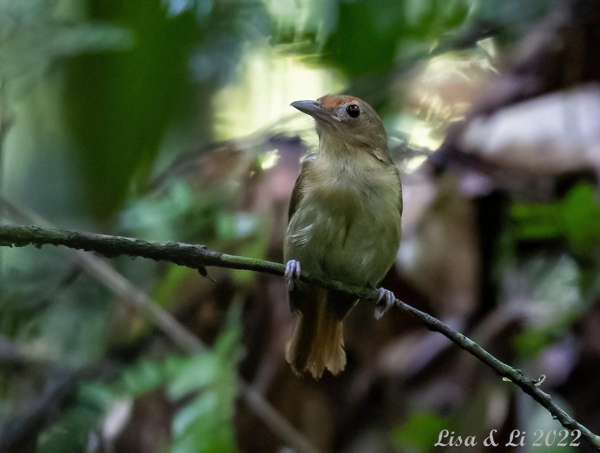 Tawny-crowned Greenlet - ML493166181