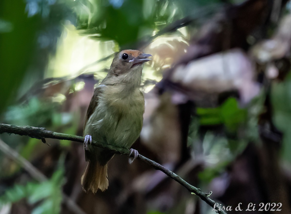 Tawny-crowned Greenlet - ML493166221